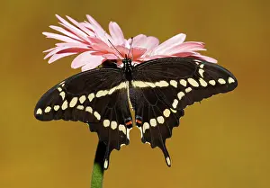 Antennae: Giant Swallowtail Butterfly