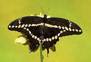 Antennae: Giant Swallowtail Butterfly