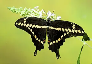 Spots: Giant Swallowtail Butterfly