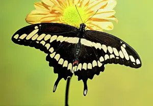 Spots: Giant Swallowtail Butterfly