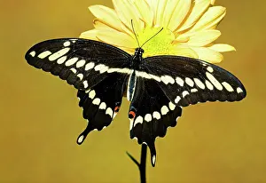 Spots: Giant Swallowtail Butterfly