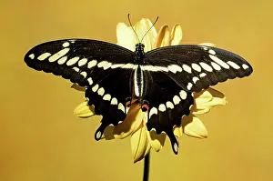 Spots: Giant Swallowtail Butterfly