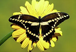 Nectar: Giant Swallowtail Butterfly