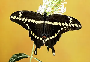 Nectar: Giant Swallowtail Butterfly