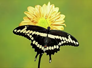 Nectar: Giant Swallowtail Butterfly