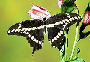 Swallowtail: Giant Swallowtail Butterfly