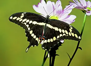 Swallowtail: Giant Swallowtail Butterfly