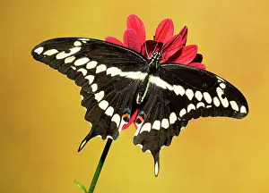 Swallowtail: Giant Swallowtail Butterfly