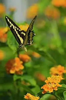 Cresphontes: Giant Swallowtail Butterfly - flying