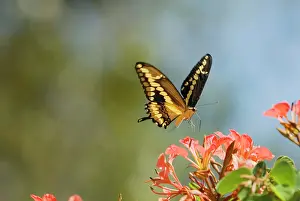 Cresphontes: Giant Swallowtail Butterfly - about to land and
