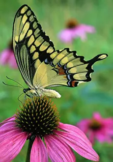 Heraclides: Giant Swallowtail Butterfy