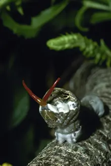 Coloration: Giant Swallowtail Caterpillar