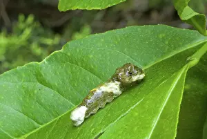 Larvae: Giant swallowtail caterpillar
