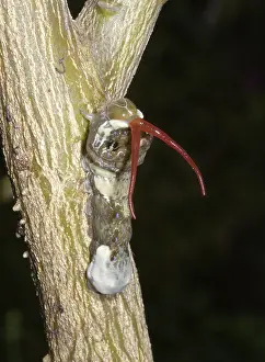 Larvae: Giant swallowtail caterpillar