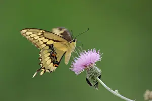 Alster: Giant Swallowtail (Papilio cresphontes), adult feeding