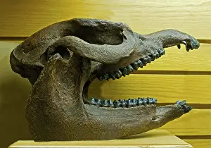Tapirus: Giant Tapair Fossil Skull