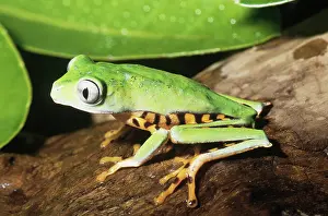 Phyllomedusa: Giant Tigerleg Treefrog