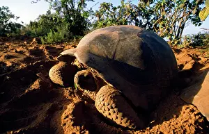 Elephantopus: Giant Tortoise