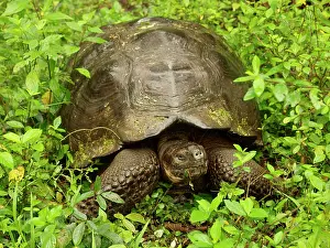 Elephantopus: Giant Tortoise