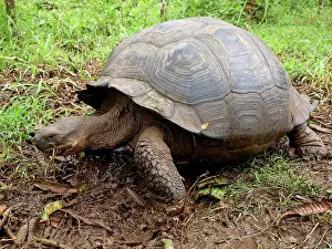 Elephantopus: Giant Tortoise
