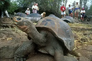 Darwin: Giant Tortoise