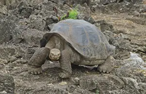 Tortoises: Giant Tortoise
