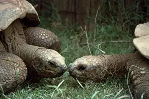 Tortoise: Giant Tortoise
