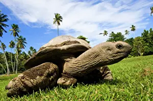 Seychelles: Giant Tortoise on Fregate Island