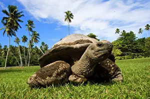 Herbivorous: Giant Tortoise on Fregate Island