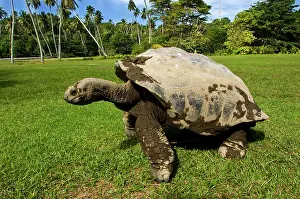 Herbivorous: Giant Tortoise on Fregate Island