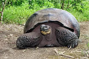 Elephantopus: Giant Tortoise - On ground