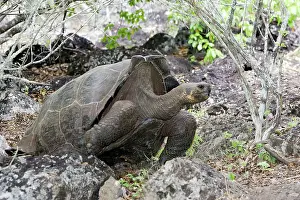 Elephantopus: Giant Tortoise - Intermediate shape between Dome