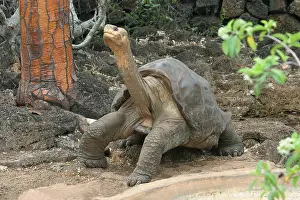 Lonesome: Giant Tortoise Lonesome George Geochelone elephantophus