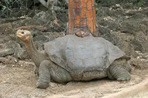 Lonesome: Giant Tortoise Lonesome George Geochelone elephantophus