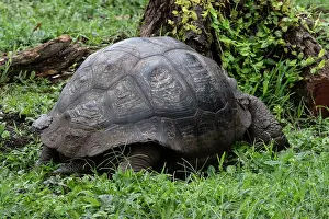 Ecuador: Giant tortoise found in the nature preserve on Santa Cruz
