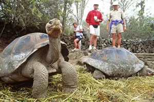 Geochelone: Giant tortoises