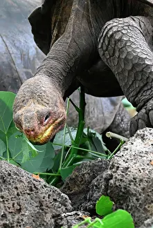 Center: Giant tortoises (Chelonoidis sp) eating at the C