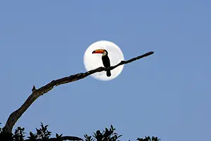 Reservation: Giant toucan (Ramphastos toco), at moonset, Pantanal