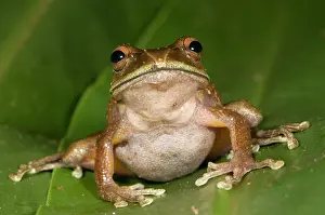 Boophis: Giant Tree Frog