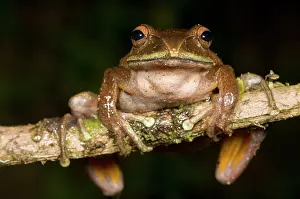 Boophis: Giant Tree Frog