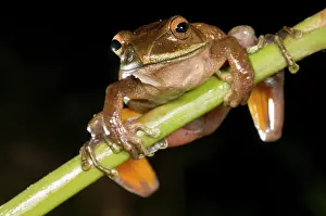 Boophis: Giant Tree Frog