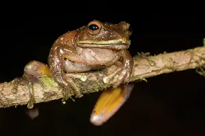 Boophis: Giant Tree Frog