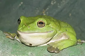 Litoria: Giant tree frog