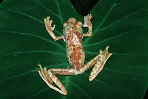 Boophis: Giant TREEFROG
