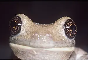 Staring: GIANT TREEFROG