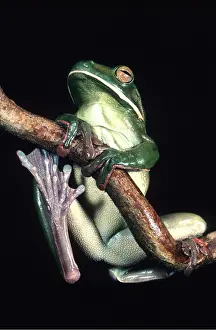 Treefrog: GIANT TREEFROG