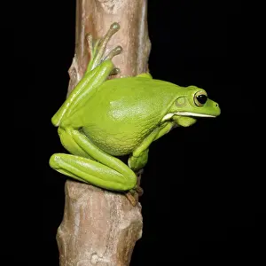 GIANT TREEFROG - side view