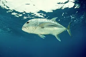 Douglas David Seifert: Giant Trevally