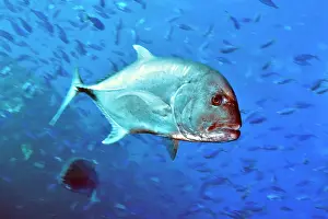 Caranx: Giant trevally (Caranx ignobilis) chasing prey
