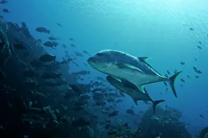 Caranx: Giant Trevally Fish Bowl dive site Gili Lawa Laut